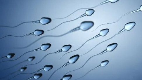 Ще изчезнем ли: Броят на човешките сперматозоиди е намалял с повече от 50%
