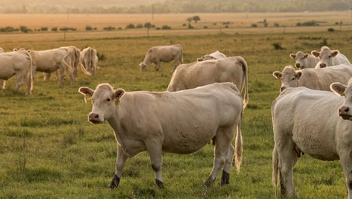 Бил Гейтс инвестира в технология за намаляване на метана от кравите