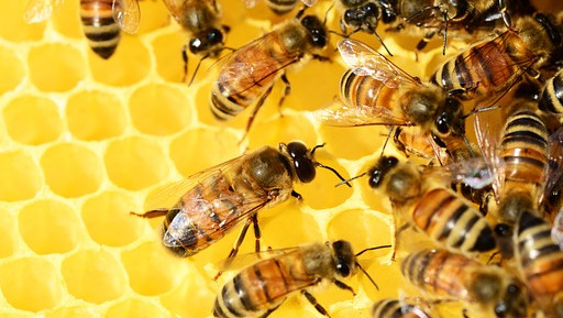 Какво ще стане, ако пчелите изчезнат