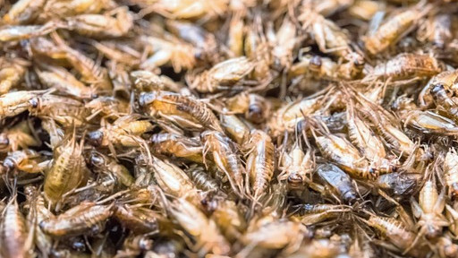 Експерт: Щурците, бръмбарите и червеите са много вкусна и полезна храна, но отключват алергии