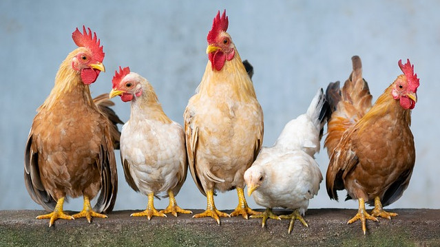 Откриха огнище на птичи грип в Етрополе, умъртвяват над 25 000 птици