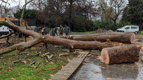 Четири по-сериозни сигнала за щети от силния вятър в София