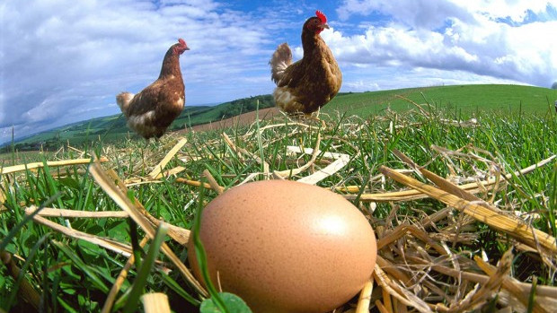 Казусът кокошката или яйцето е близо до своето решение