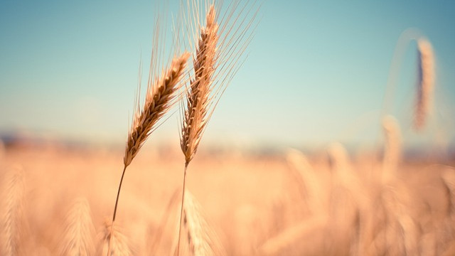 Реколтата от пшеница е под въпрос в Добруджа заради липсата