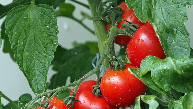 Земеделец алармира: Родният домат изчезва от пазарите