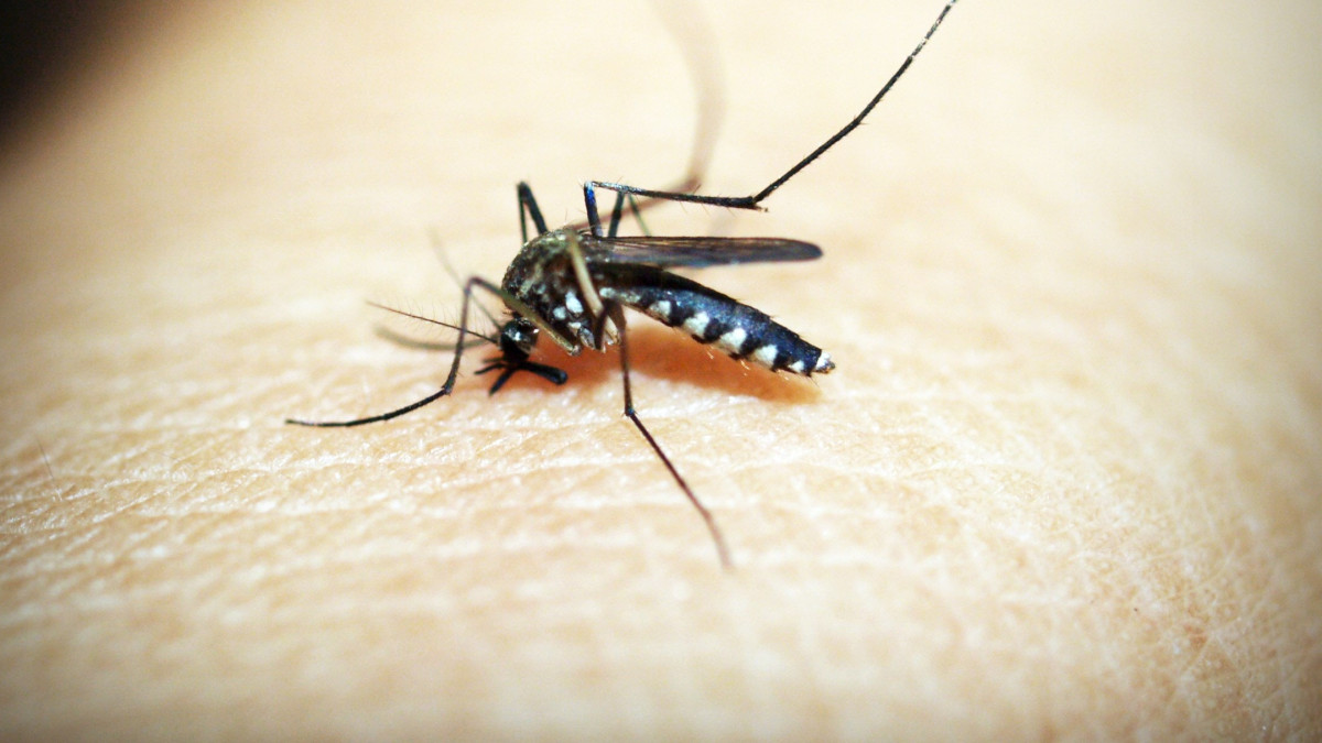 Комари: Носители на болести и как да се предпазим от тях