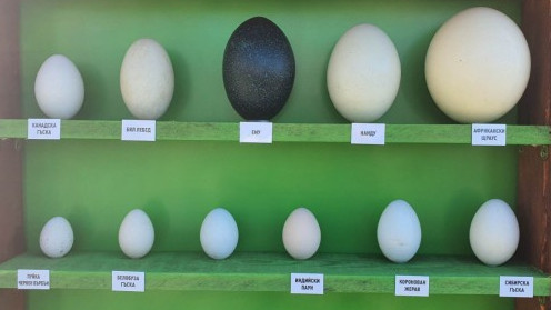 Колекция от екзотични яйца в бургаския зоопарк