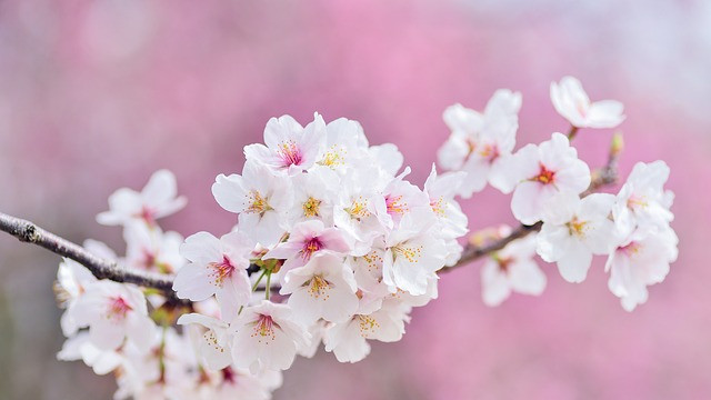 Ще се завърне ли скоро слънчевата и топла пролет