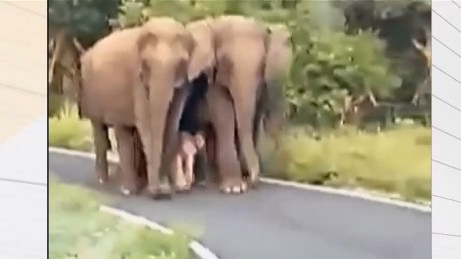 Бебе албинос: Розово слонче беше забелязано в Индия