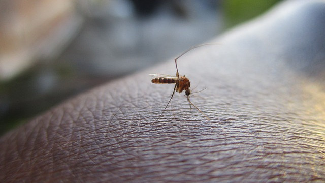 Кипър се бори с нашествшието от комари