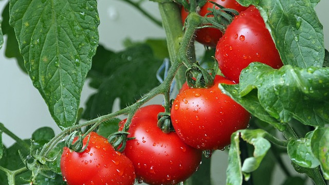 Създадени са четири нови сорта български домати