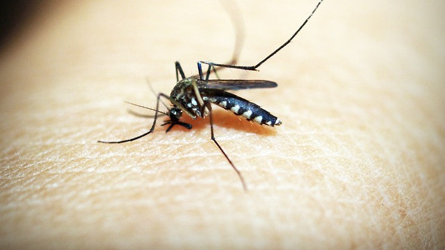 Невиждано нашествие от комари по поречието на Дунав