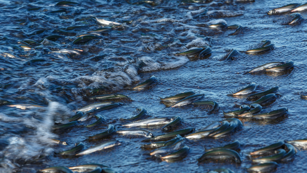 Мъртва риба край бреговете на Балчик