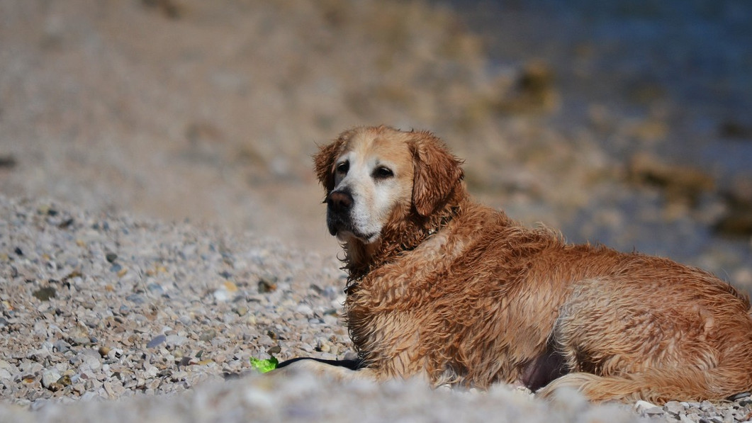 Учени: Галенето на кучета повишава имунитета