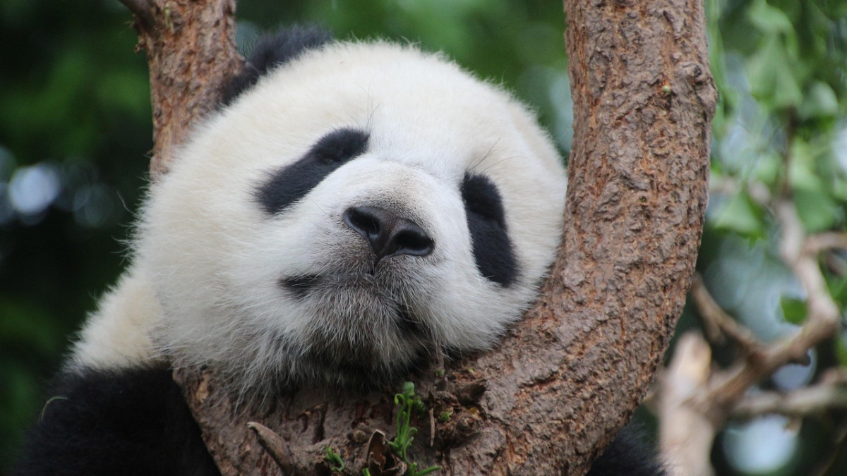 Кадри с хълцаща панда разсмяха социалните мрежи