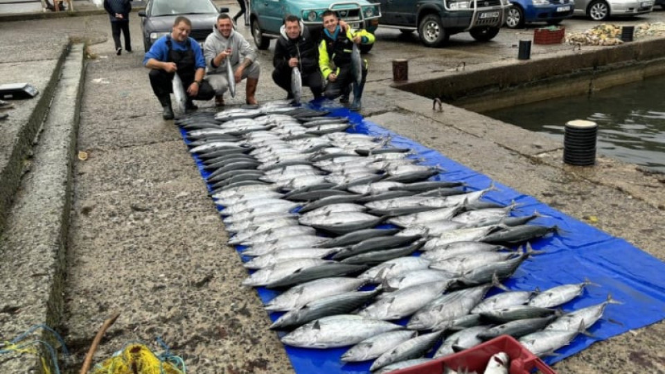 Рибарите най-после са доволни: Морето край Царево "завря" от паламуд
