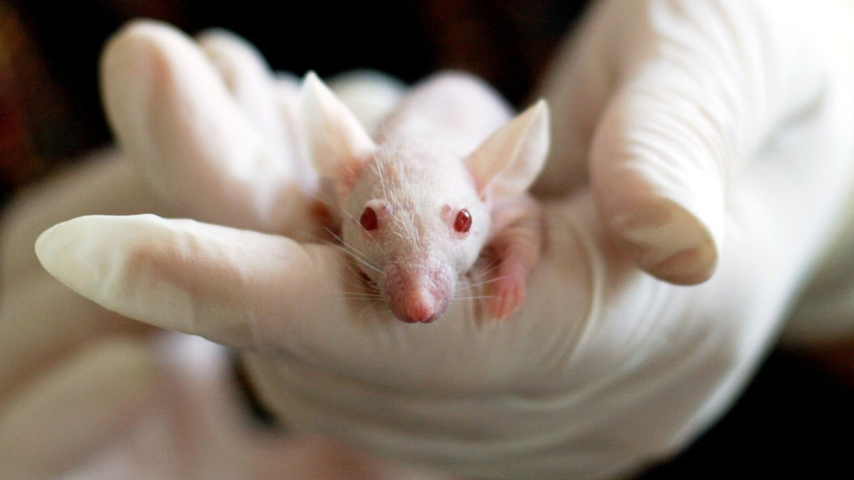 Възможно ли е да спрат експериментите с животни?