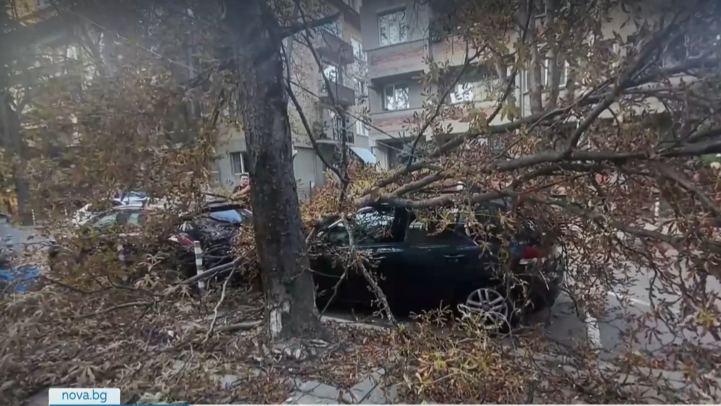 На косъм!  Дърво се стовари върху кола в София, по чудо се размина без жертви