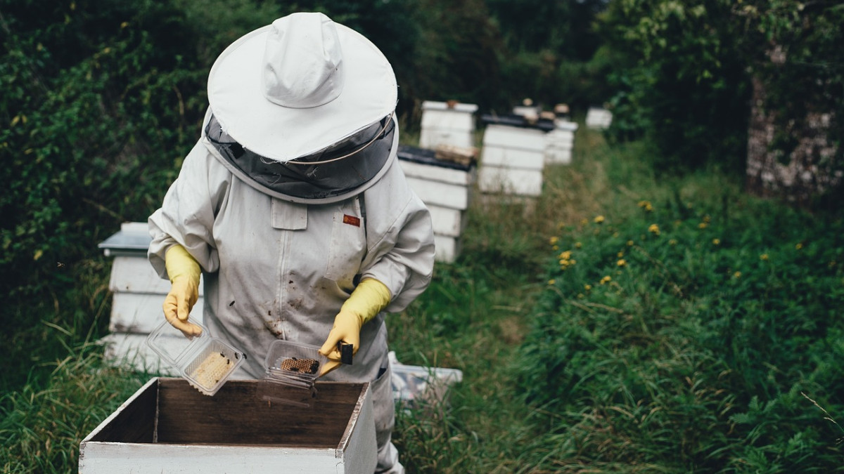 Пчеларите готови за протест - искат квоти за вносния мед