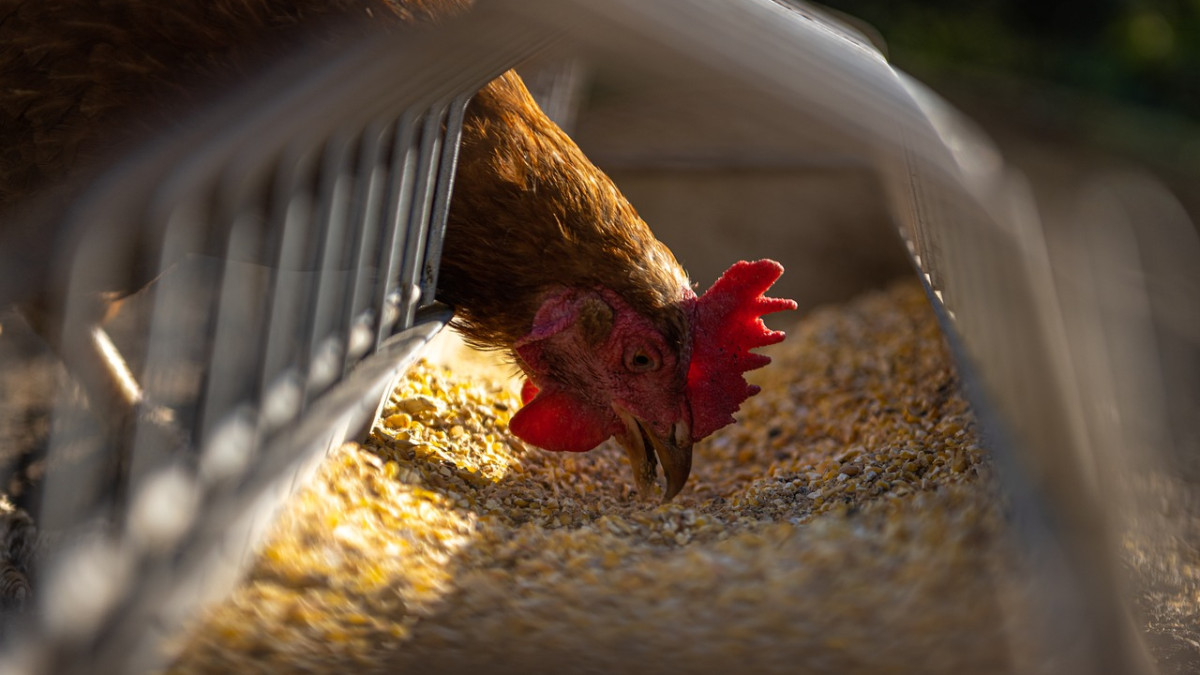 Властта алармира: 20% от яйценосните птици у нас са засегнати от инфлуенца