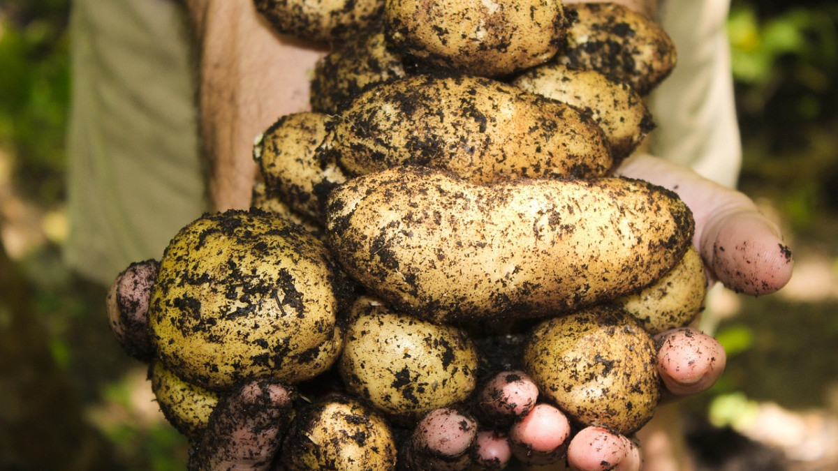 Картофите могат и да не са полезни: Вижте защо, съвет на лекар