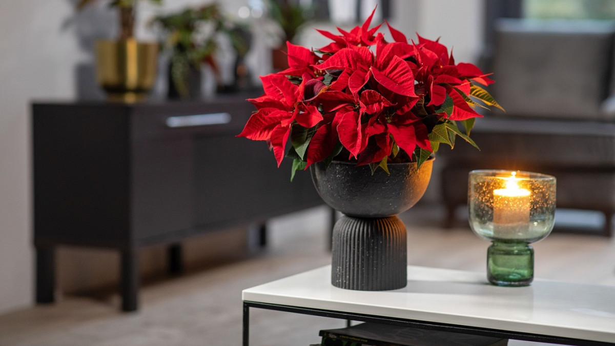 Как да се грижим за цветето Коледна звезда