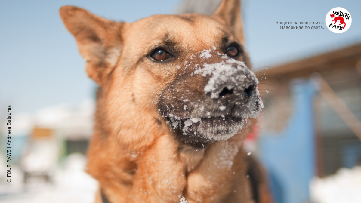 ЧЕТИРИ ЛАПИ с полезни съвети за грижа за кучетата през студените месеци