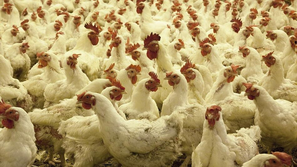 Избиват близо 400 000 кокошки край Велико Търново