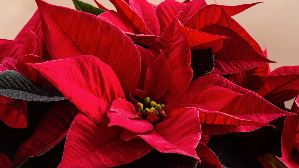 7 дни до Коледа: Растения, с които да украсим дома си за празниците