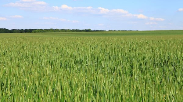 Зърнопроизводителите в Добричка област: Най-после природата е с нас