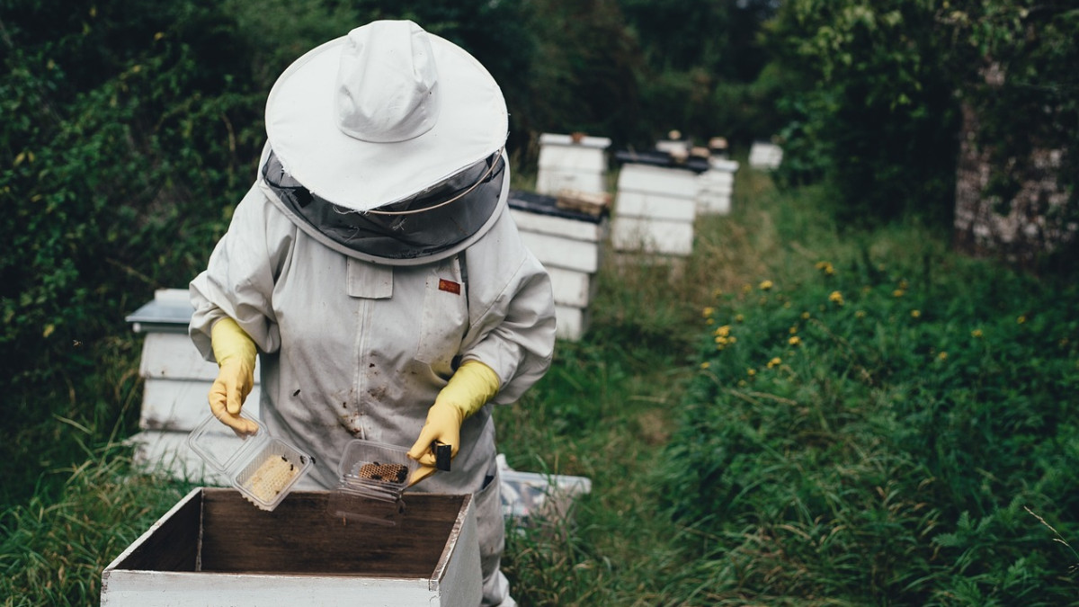 Пчелари: Няма пазар за меда, секторът умира!
