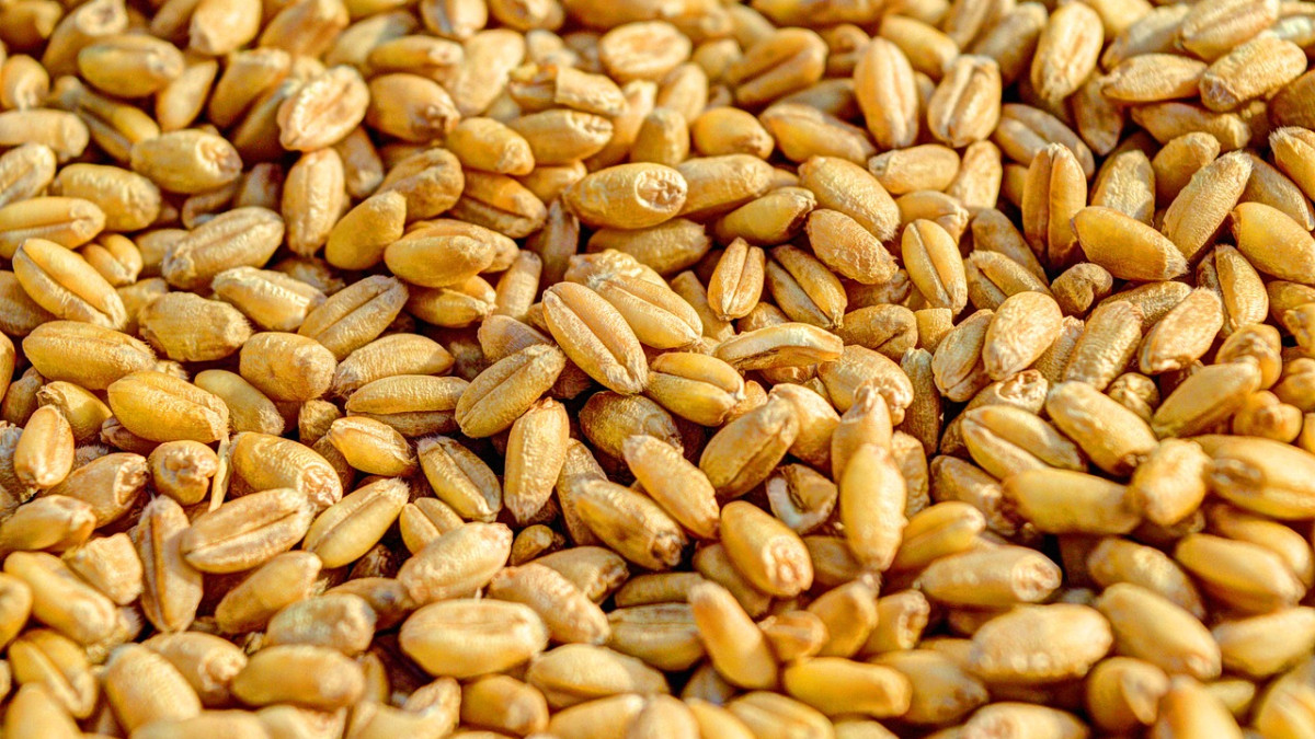 Зърнопроизводители: Задкулисние! Приемат се решения изгодни за определени хора