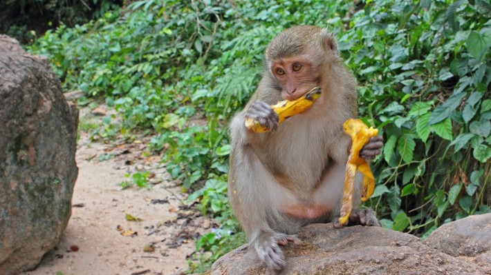 Полицията в Тайланд вече ще преследва маймуни