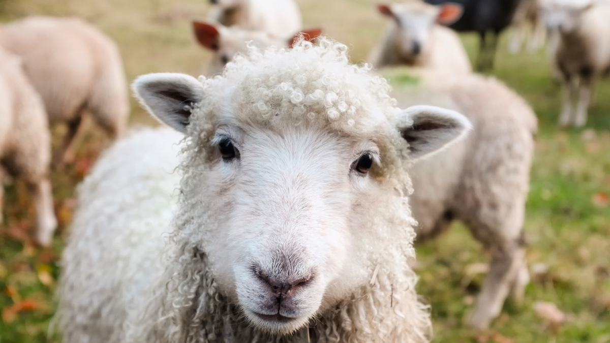 Крадат овце преди Великден
