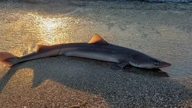 Акула се появи на бургаския плаж