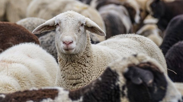 Шарка по овцете в Гърция заплашва България