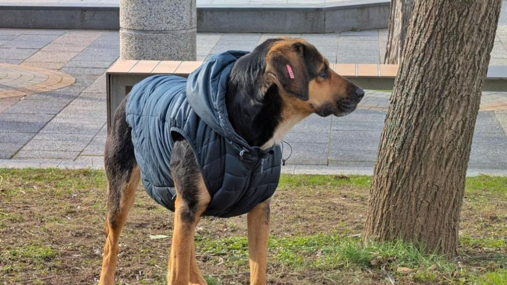 Доброто е навсякъде около нас: Мил човешки жест стопли бездомно куче