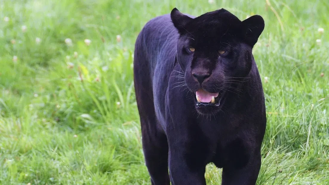 Черният леопард от Шуменското плато е забелязан край Ловеч