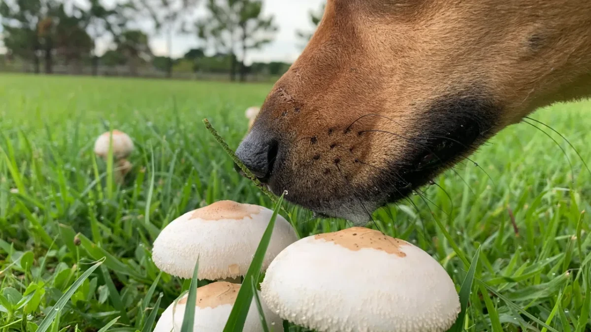 Не позволявайте на кучето ви да яде гъби по време на разходка