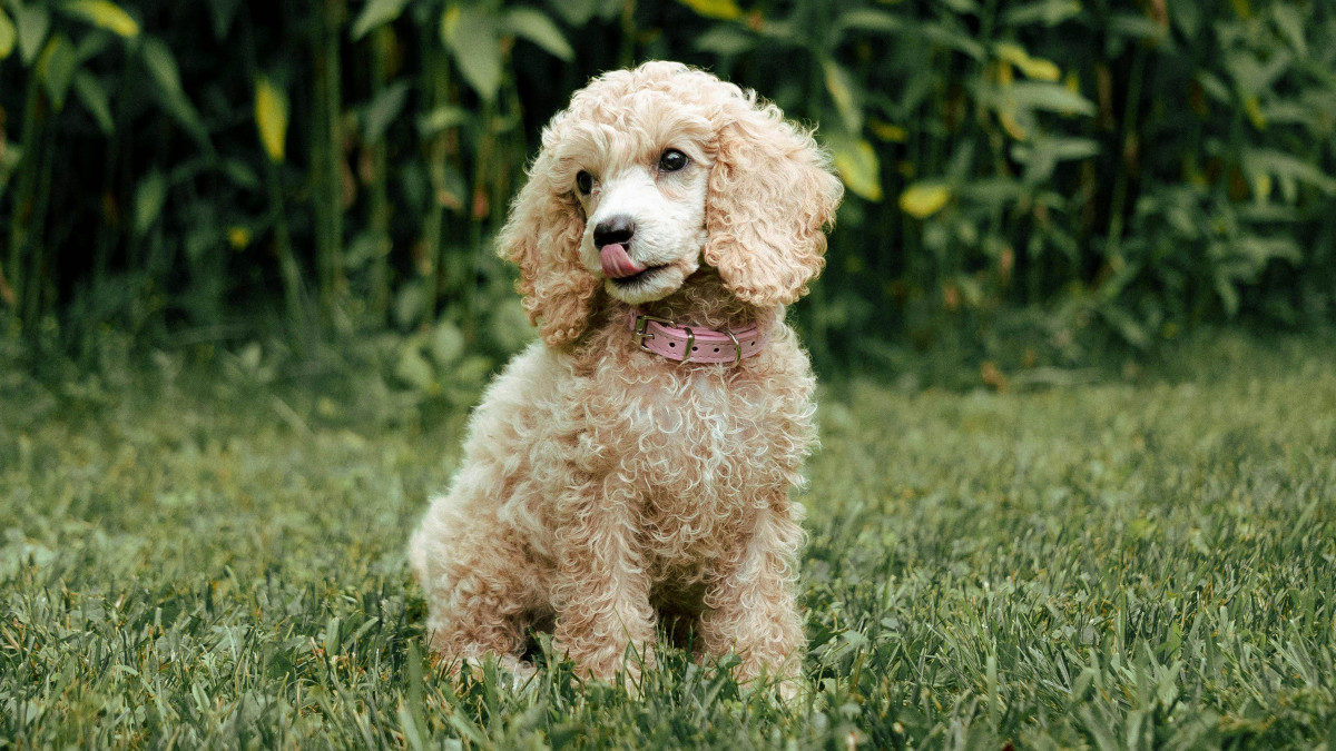 Мини пудел – интелигентният и нежен спътник на съвременния човек