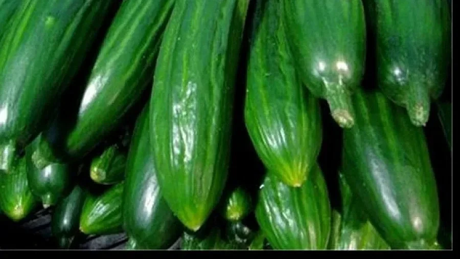 Цената на краставиците в Пловдив достигна тази на месото