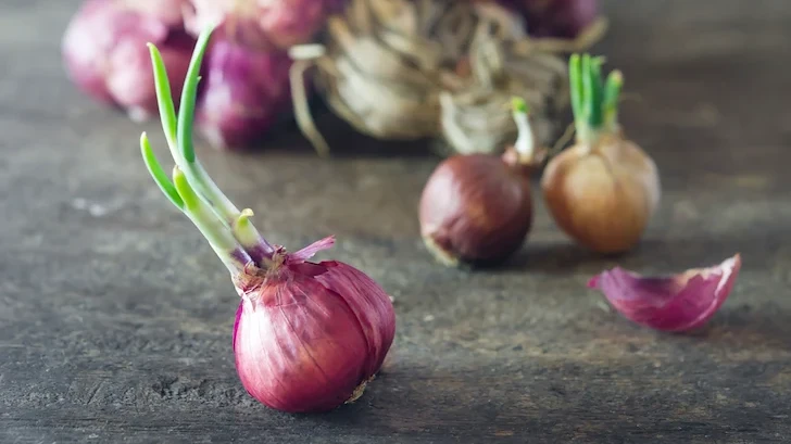 Безопасно ли е да ядем покълнал лук?