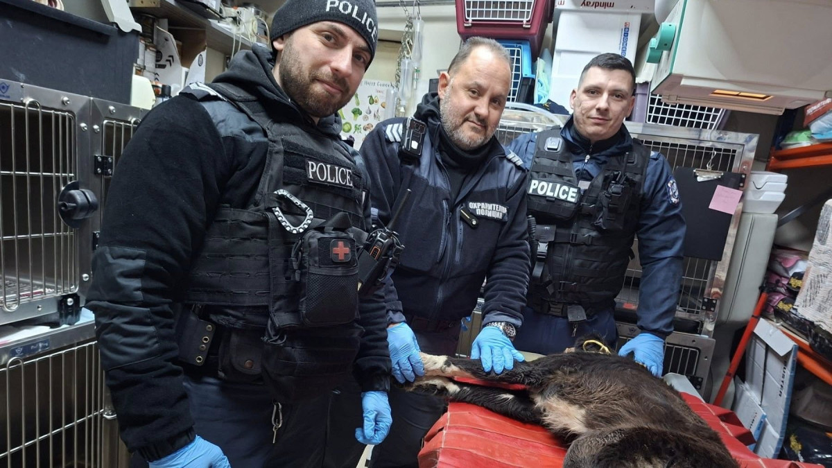 Човечността е жива! Полицаи, ветеринари и доброволци спасиха куче, блъснато от кола в Бургас