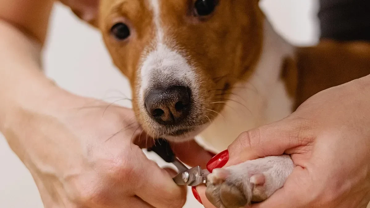 1600 евро за разходка на куче? Новата златна професия у нас