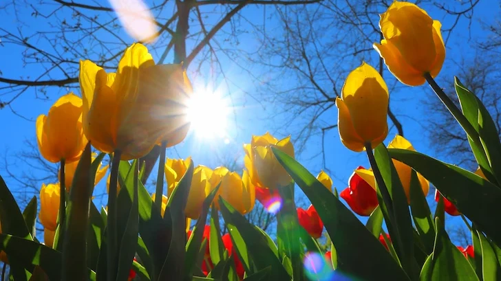 Пролетни температури завладяват страната