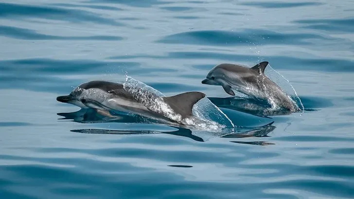 България предприема нови мерки за опазване на делфините в Черно море