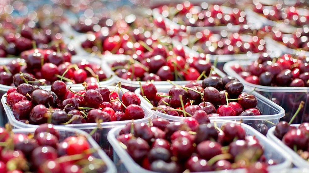 Ядем най-скъпите череши, килограмът ще бъде между 10 и 15 евро