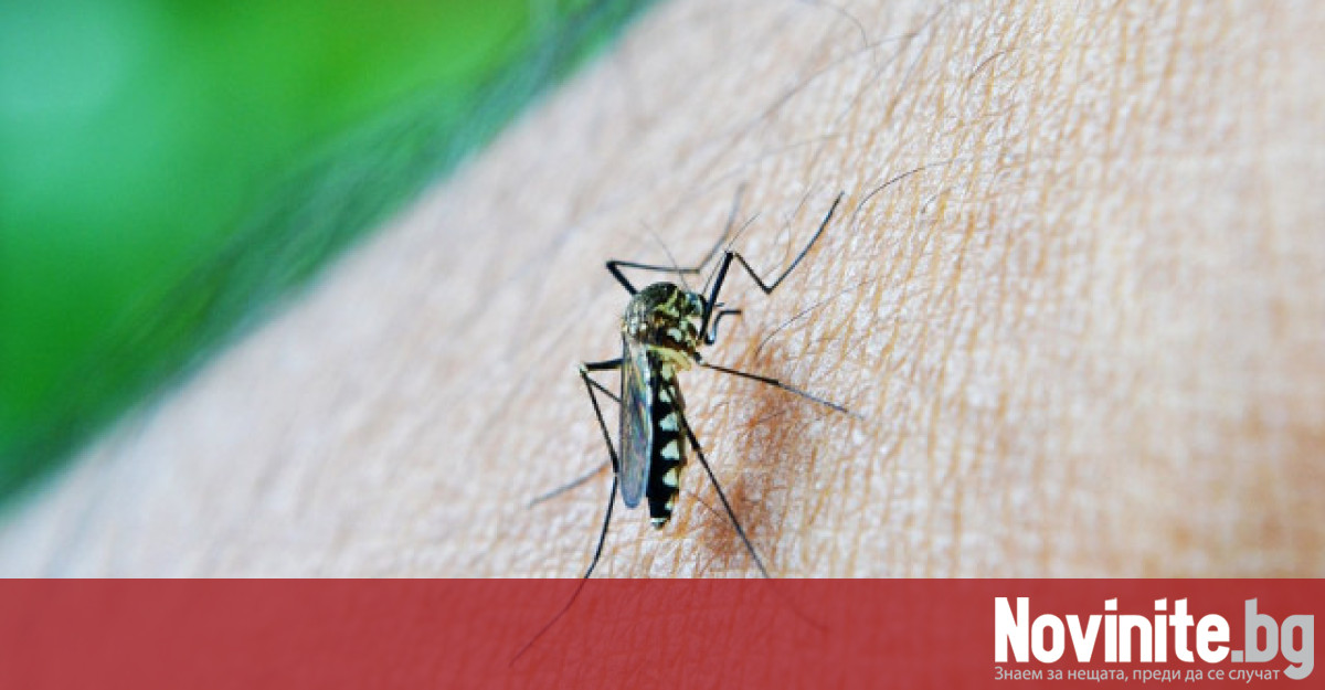 Треската денга настъпва в различни части на Европа заради климатичните