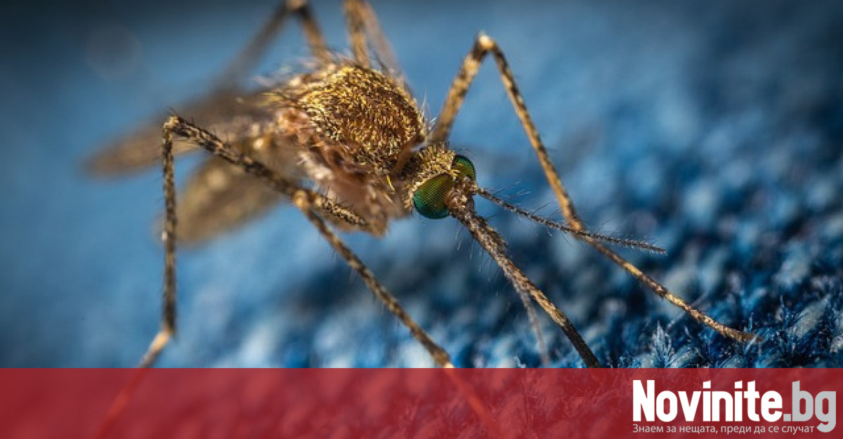 Германски учени предупреждават че тропическите болести пренасяни от насекоми могат