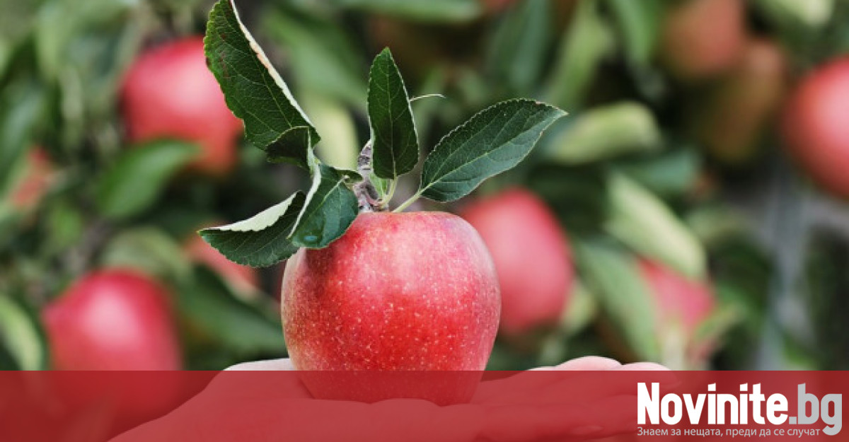Всички знаем колко полезни са ябълките защото го чуваме още